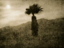 Rhyolite