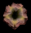 Trumpets #5