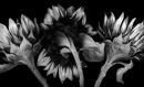 3 Sunflowers