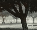 Stanford Fog #3, CA