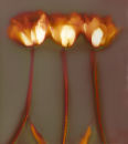 Tulips #5