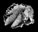 Still Life, Cabbage #2