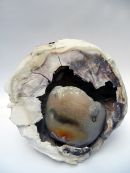 symbiosis 3