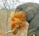 Elephant covered in dust.