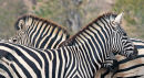 Zebra's in "reverse parallel".