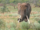 Big Tusker