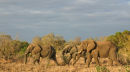 Elephants scared of the thunder ?