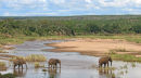 Elephants crossing the Letaba River
