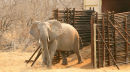 Elephant release (2)