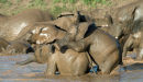 Elephants playing in river (2)