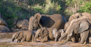 Elephants playing in river (1)