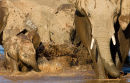 Elephants playing in river (3)