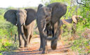 Elephants charging