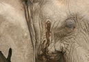 Elephant in musth