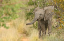 Young elephant sniffing us out