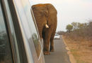 Elephant chases Landrover
