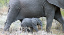 Baby elephant walking with mom.