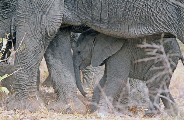 Baby elephant seeking protection.