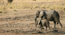 Mother Elephant and her young