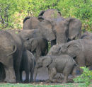 Elephants Mudbath