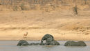Elephants swimming