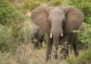 Elephants in the Timbavati