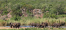 Elephants crossing the Letaba River