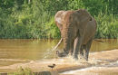 Elephant scaring hammerkop 
