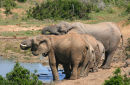 Elephants drinking