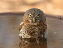 African Barred Owlet Bathing