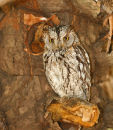 African Scops Owl