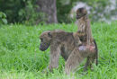 Baboon and young (2)