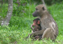 Baboon mother and young