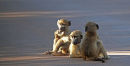 Young Baboons playing on road