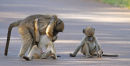 Young baboons playing on road