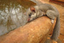 Woodland Dormouse