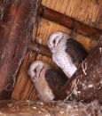 Barn Owls