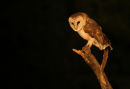 Barn Owl