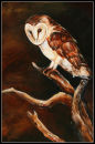 Barn Owl 