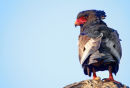 Bateleur Eagle