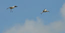 White Storks