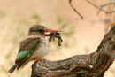 Brown-Hooded Kingfisher catches terrapin