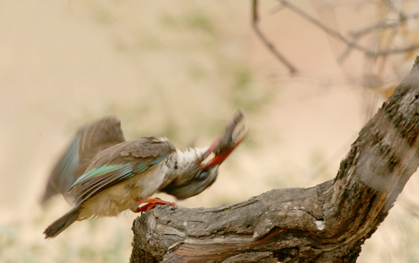 Brown-Hooded  Kingfisher killing terrapin