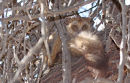 Greater Bushbaby