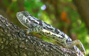 Chameleon