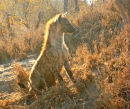 Spotted Hyena at the den