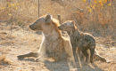Spotted Hyena and young