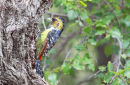 Crested Barbet