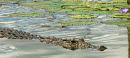 Crocodile
