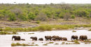 Elephants crossing the Letaba River